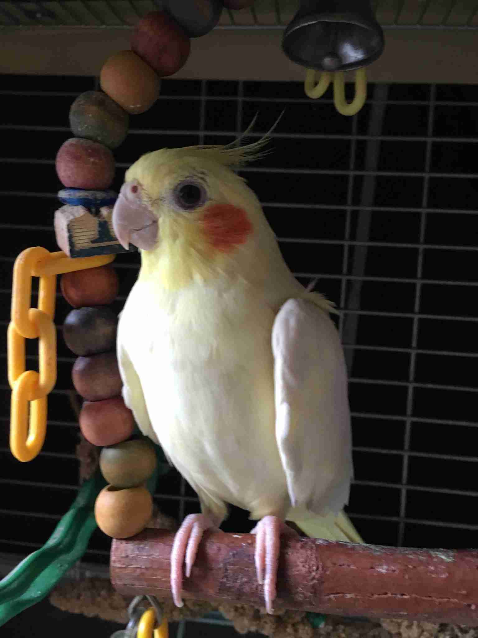 オカメインコ大好きな方、大集合！