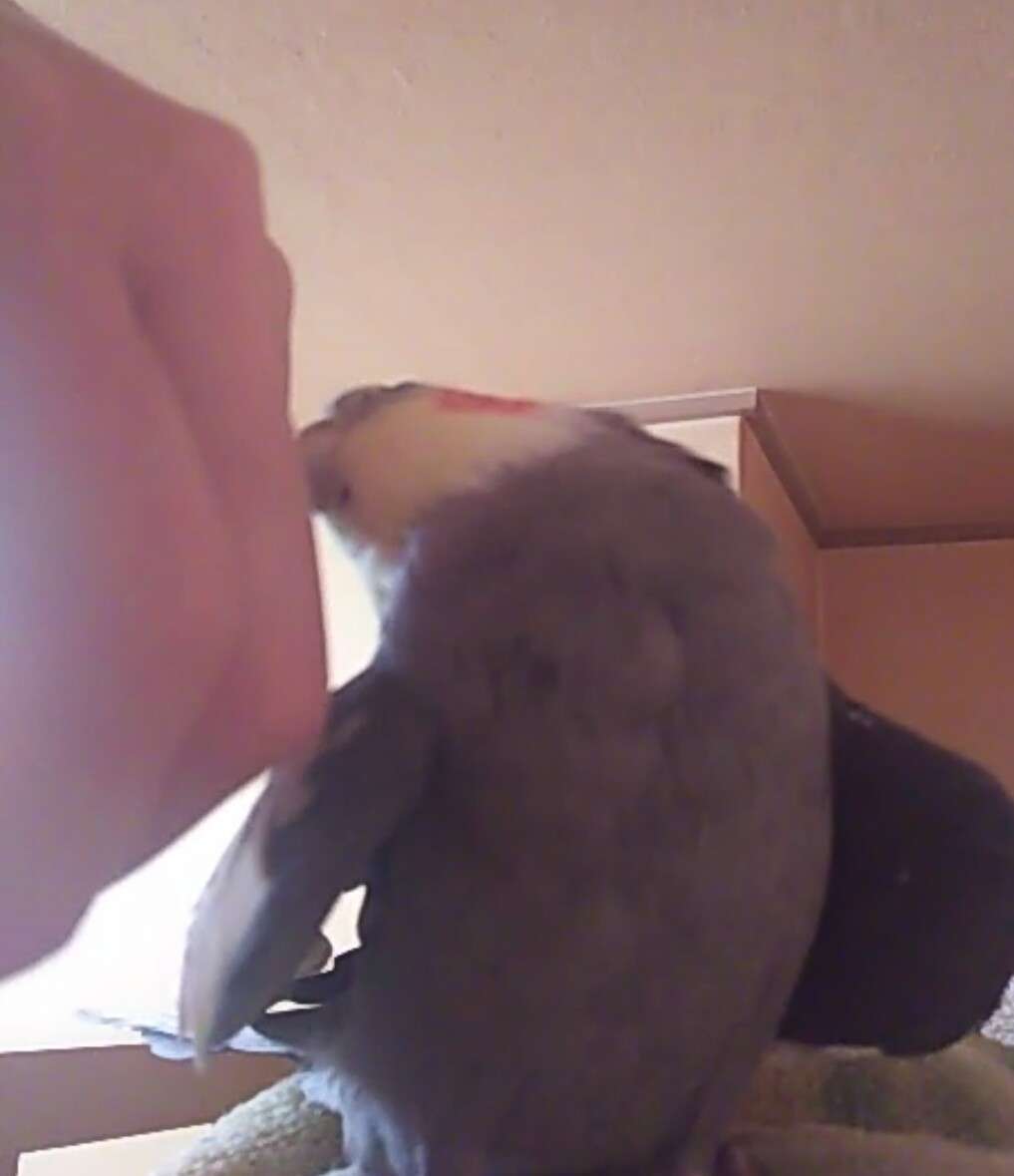オカメインコ大好きな方、大集合！