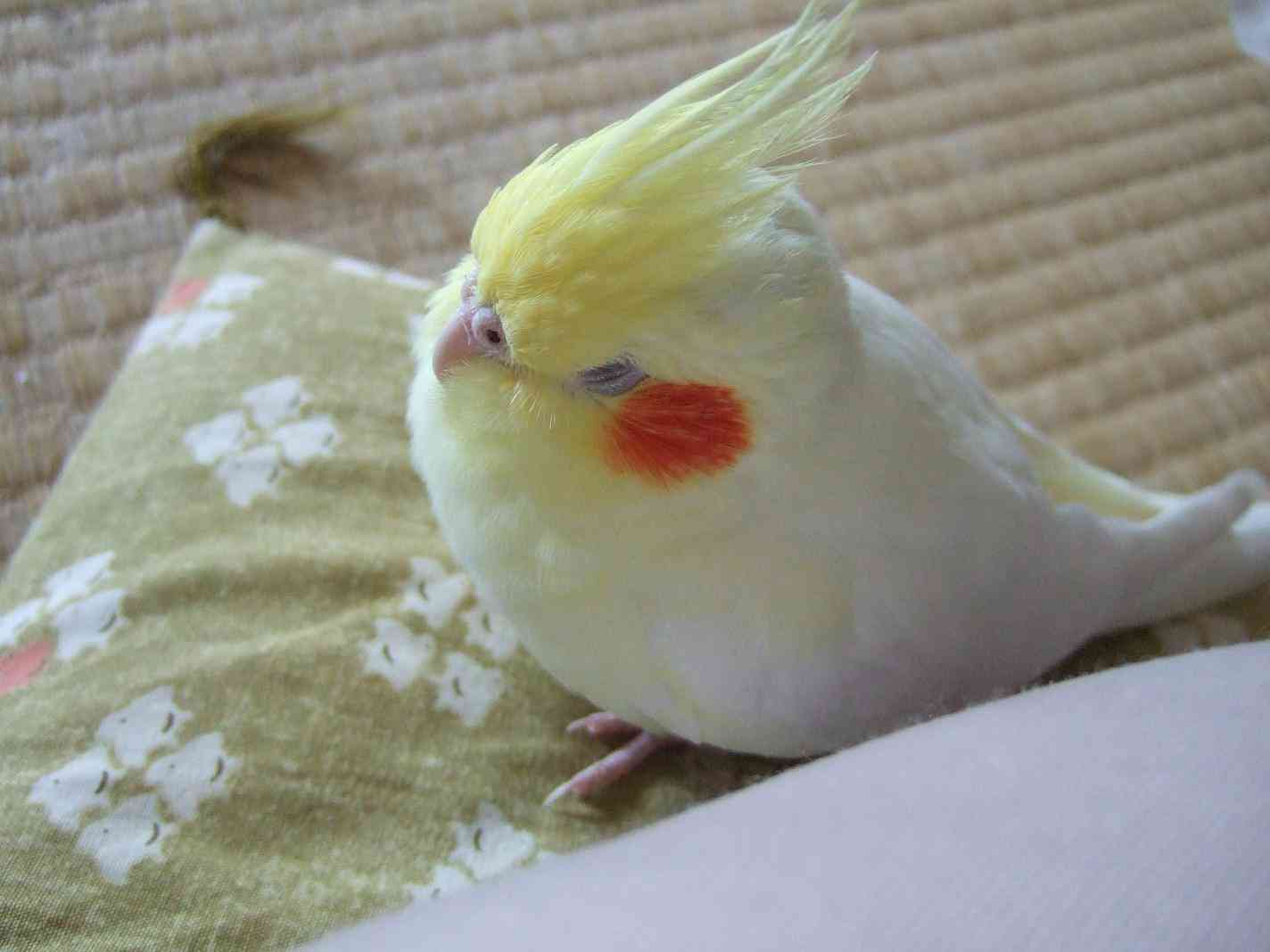 オカメインコ大好きな方、大集合！