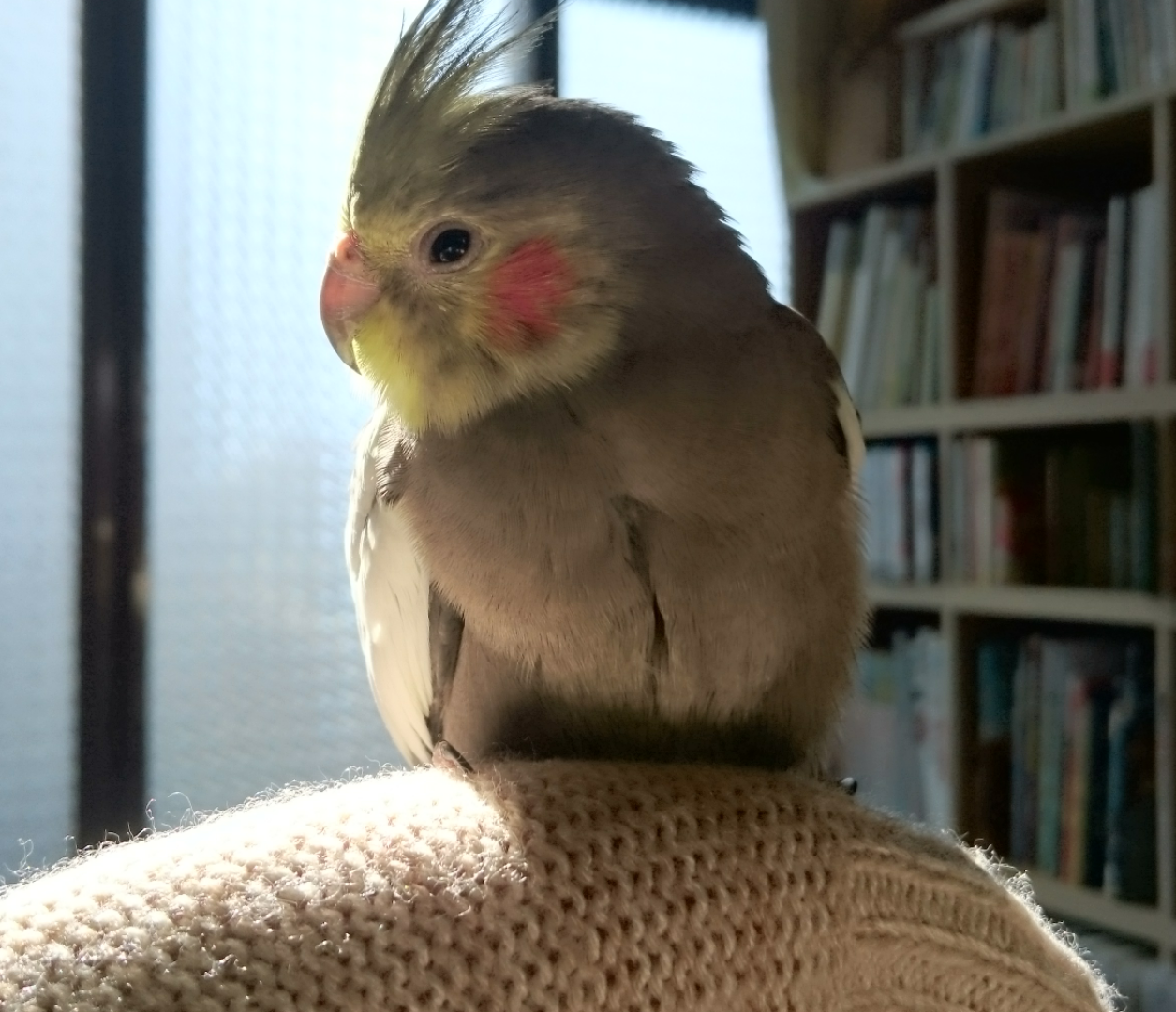 オカメインコ大好きな方、大集合！