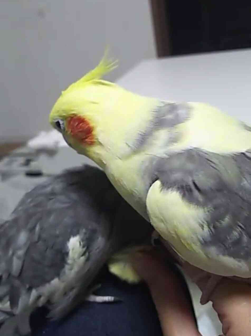 オカメインコ大好きな方、大集合！