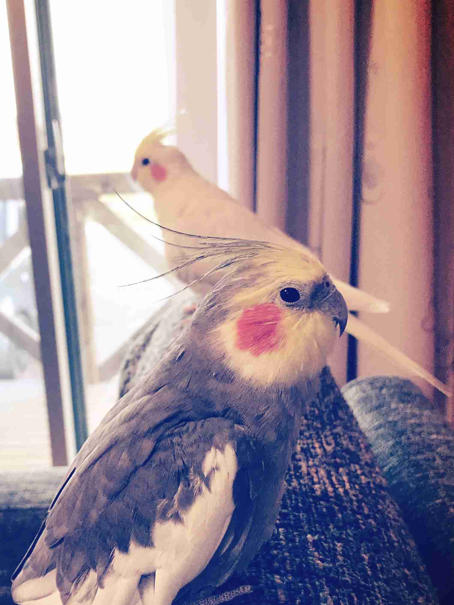 オカメインコ大好きな方、大集合！