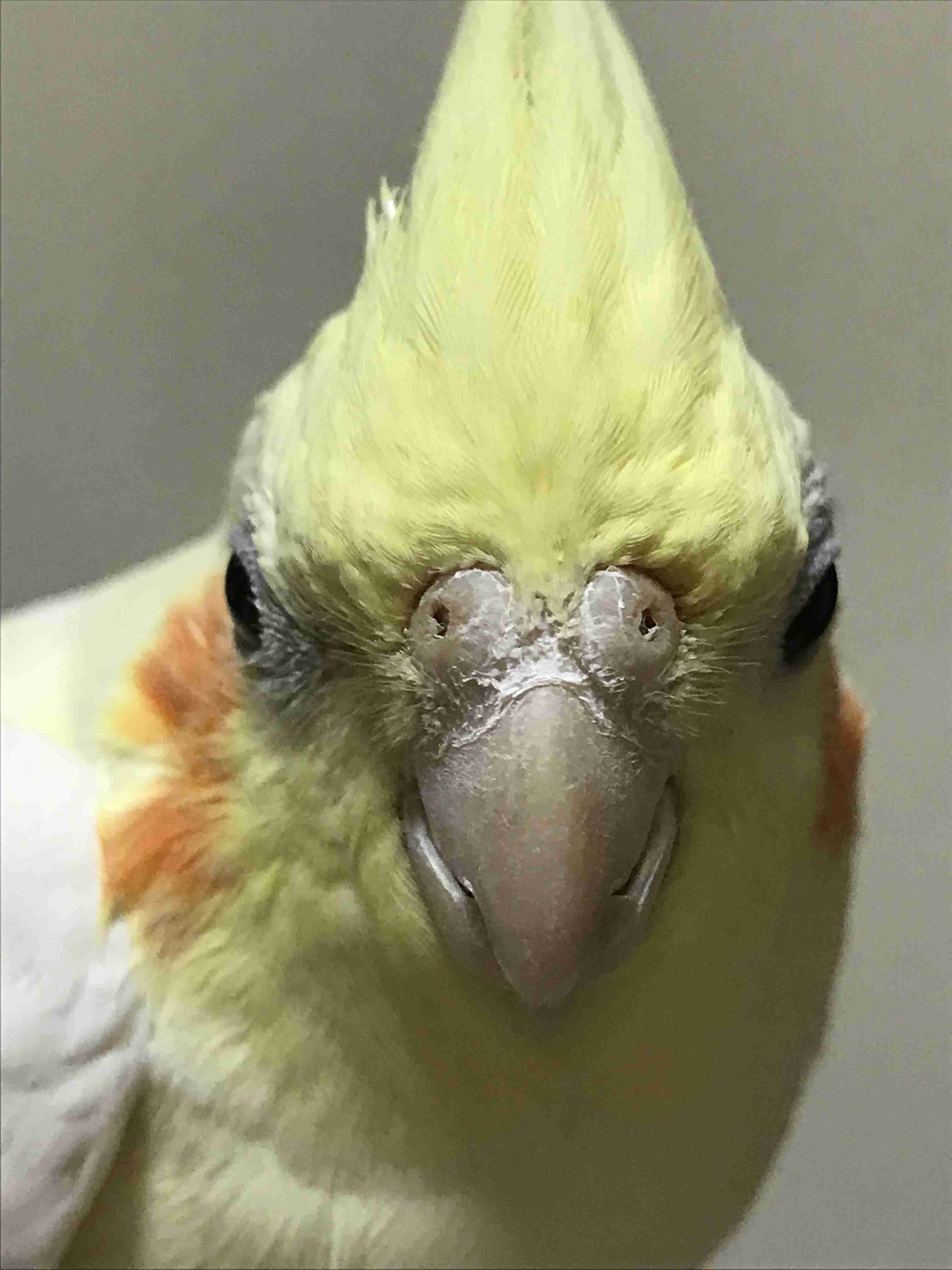 オカメインコ大好きな方、大集合！