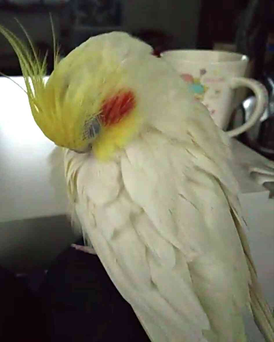 オカメインコ大好きな方、大集合！