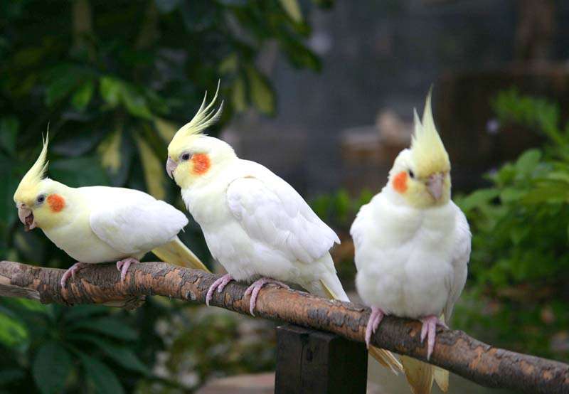 オカメインコ大好きな方、大集合！