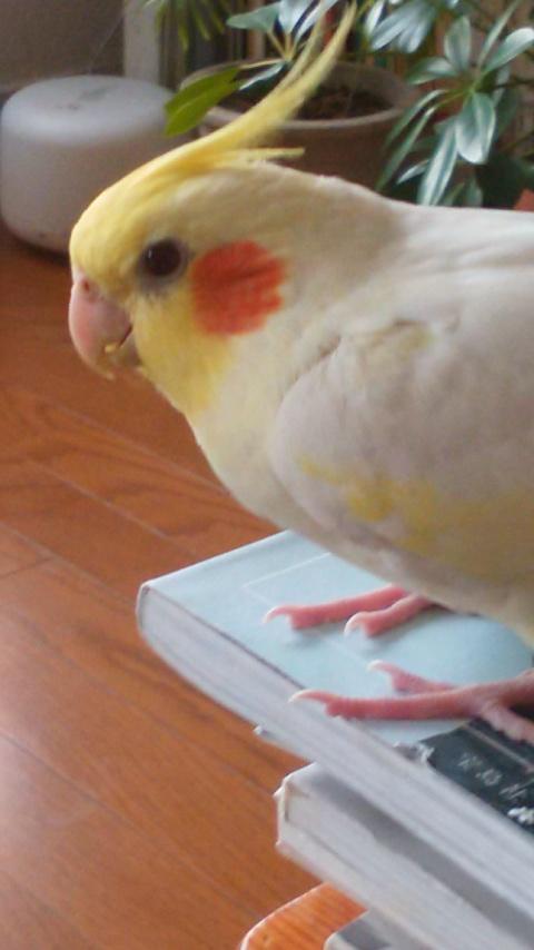 オカメインコ大好きな方、大集合！
