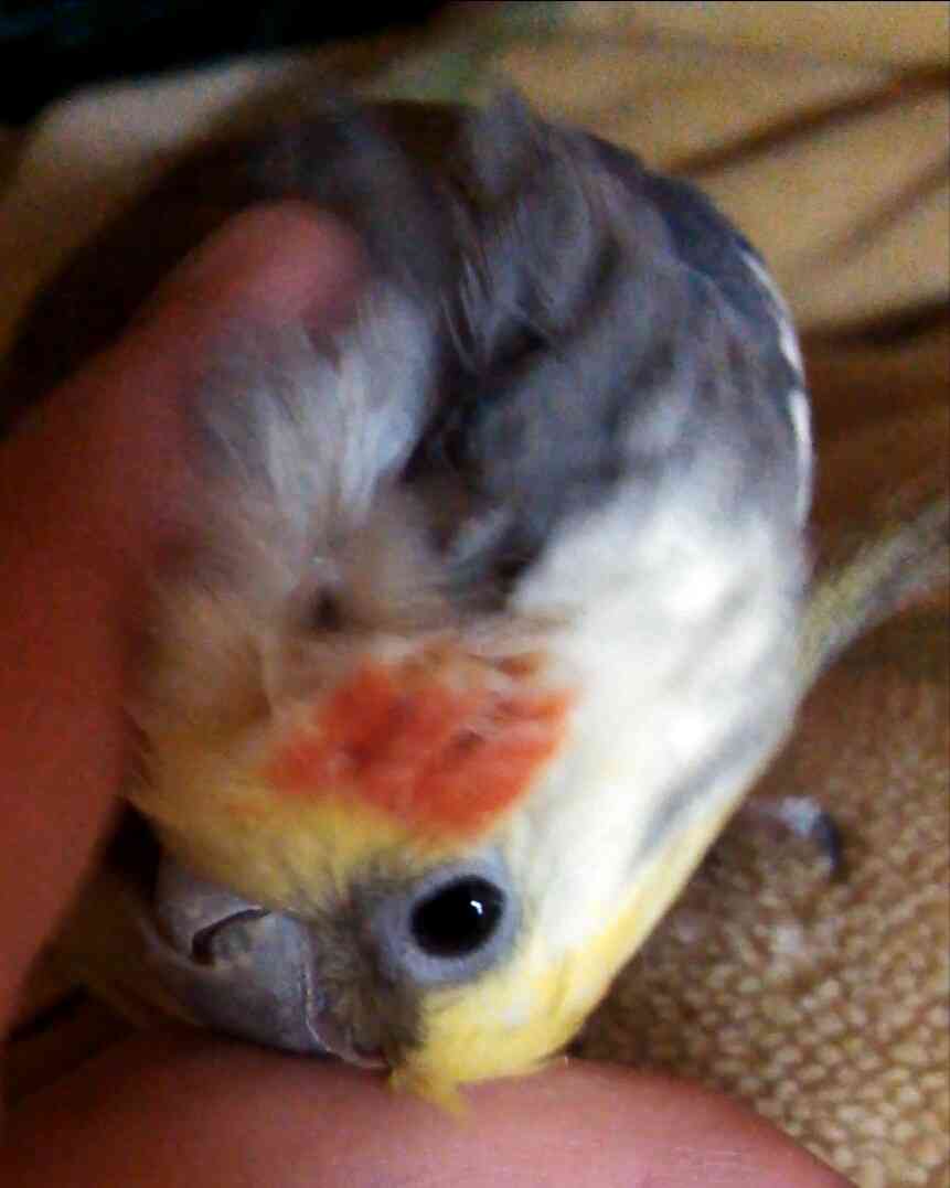 オカメインコ大好きな方、大集合！
