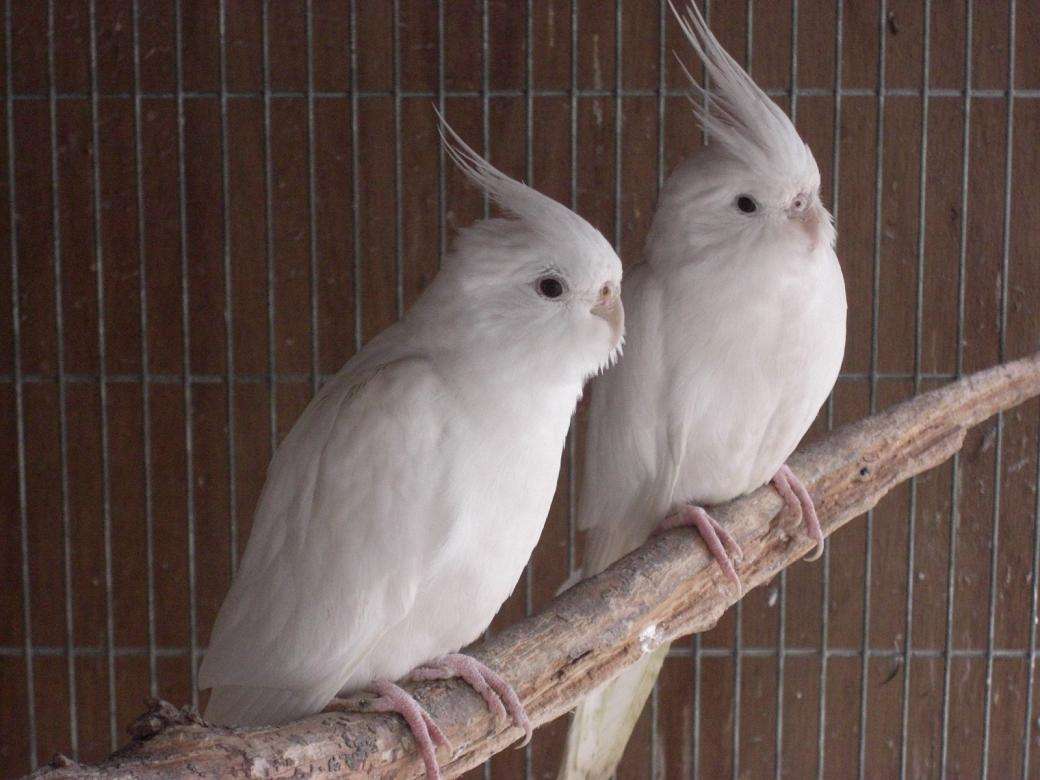 オカメインコ大好きな方、大集合！