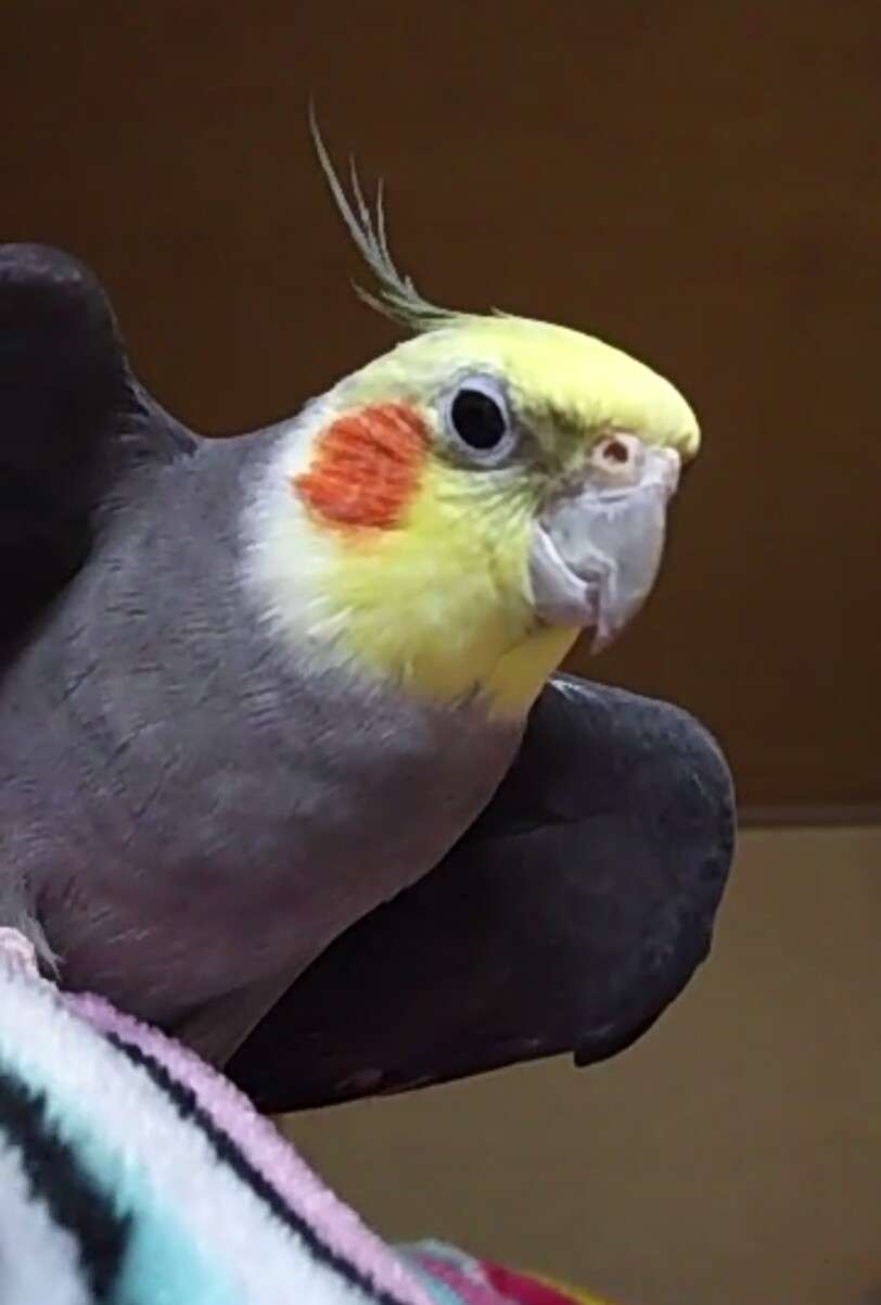 オカメインコ大好きな方、大集合！