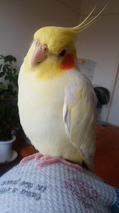 オカメインコ大好きな方、大集合！
