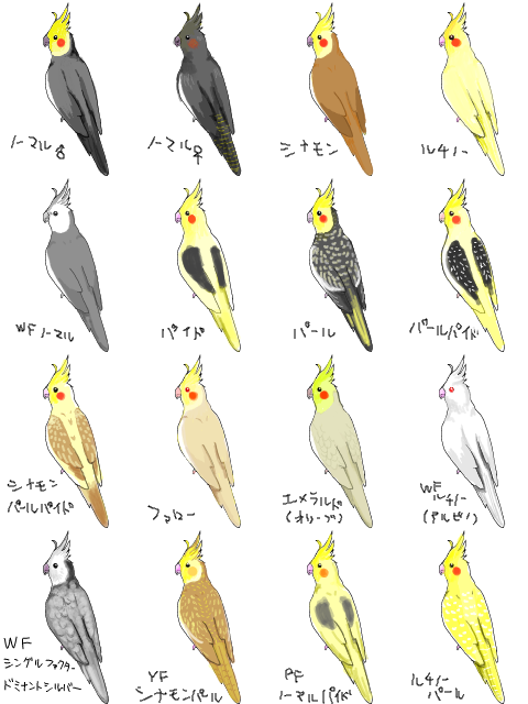 オカメインコ大好きな方、大集合！