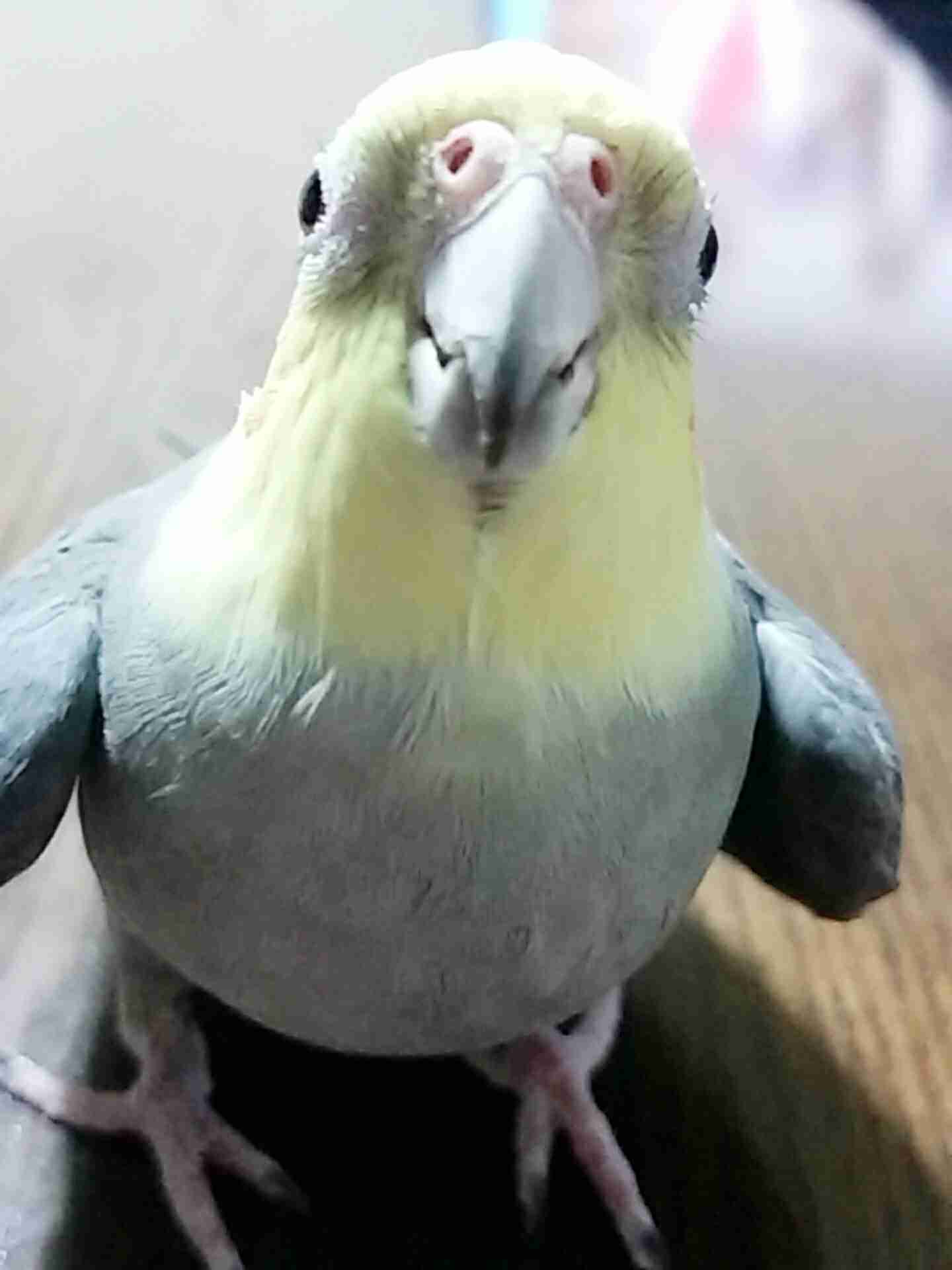 オカメインコ大好きな方、大集合！
