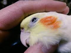 オカメインコ大好きな方、大集合！