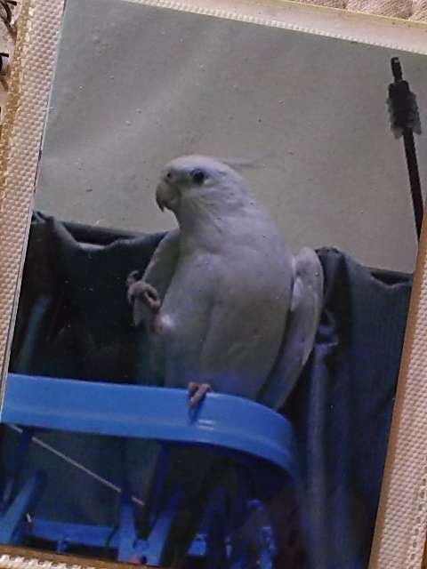 オカメインコ大好きな方、大集合！