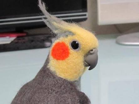 オカメインコ大好きな方、大集合！
