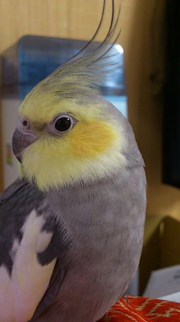 オカメインコ大好きな方、大集合！