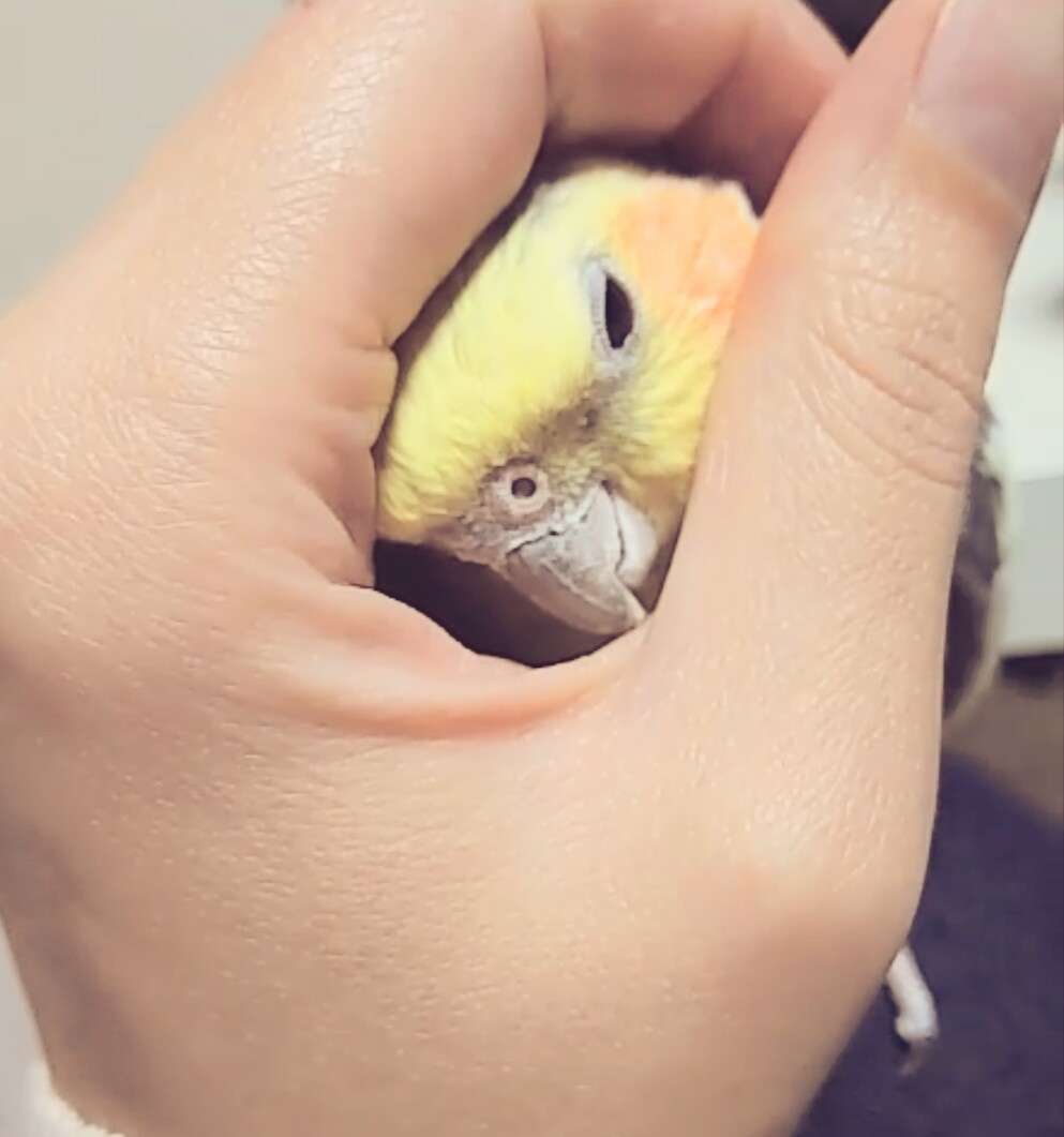 オカメインコ大好きな方、大集合！