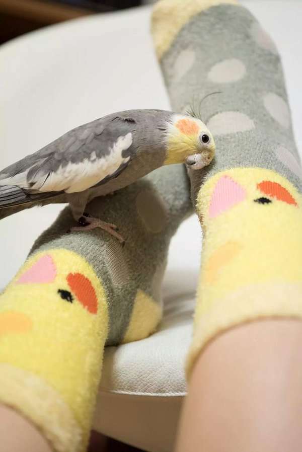 オカメインコ大好きな方、大集合！