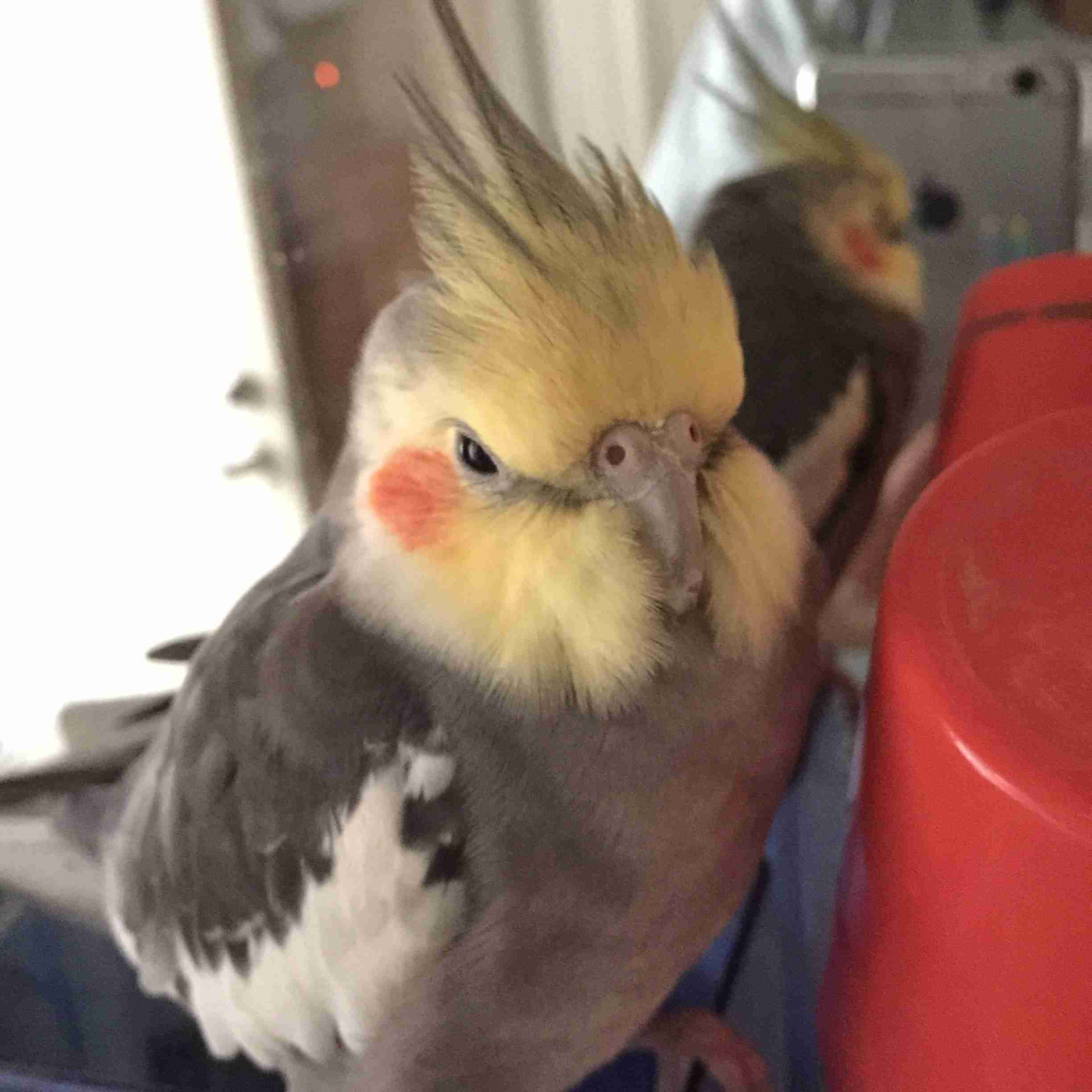 オカメインコ大好きな方、大集合！