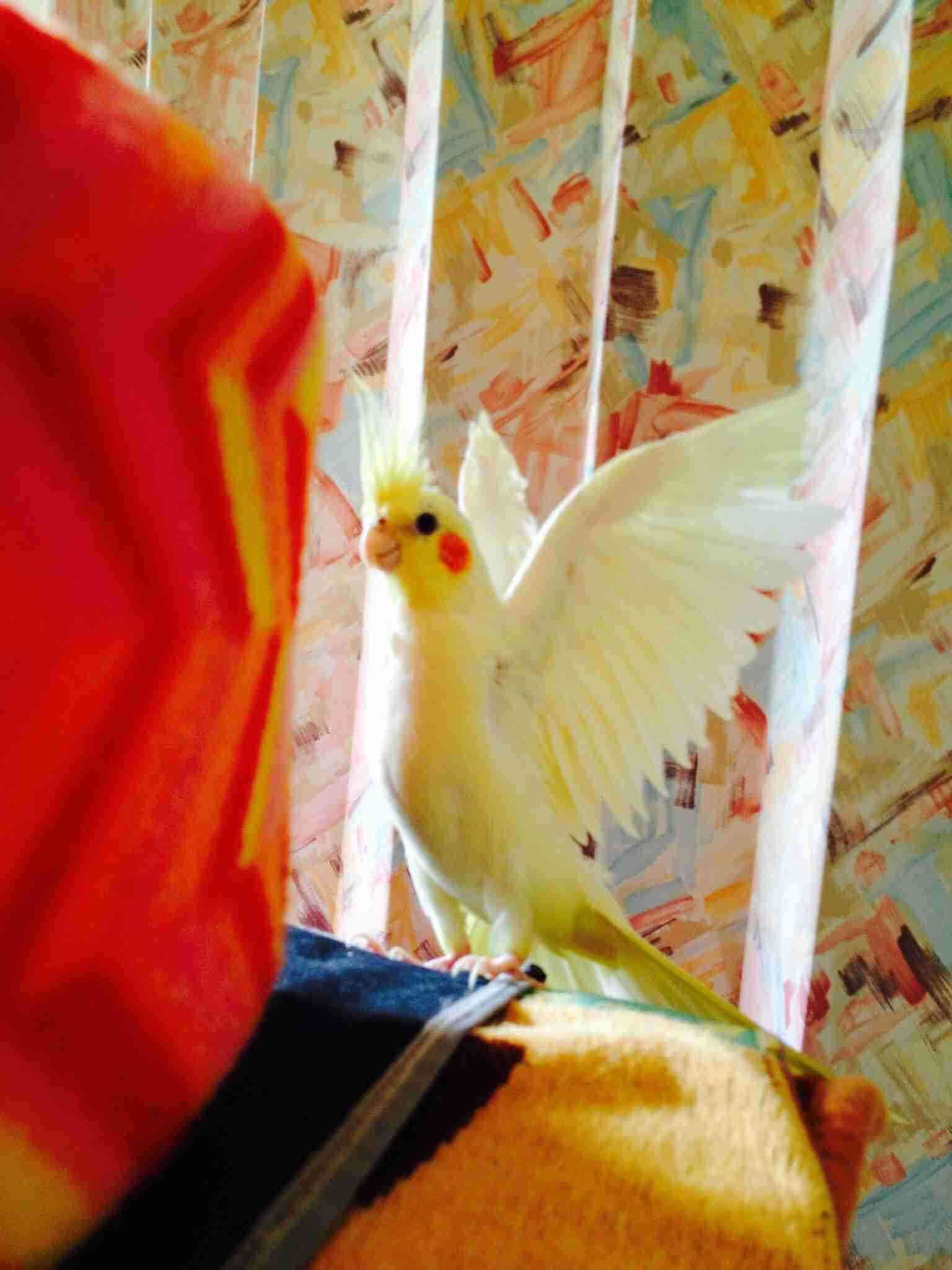 オカメインコ大好きな方、大集合！