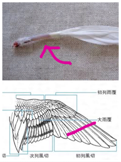オカメインコ大好きな方、大集合！