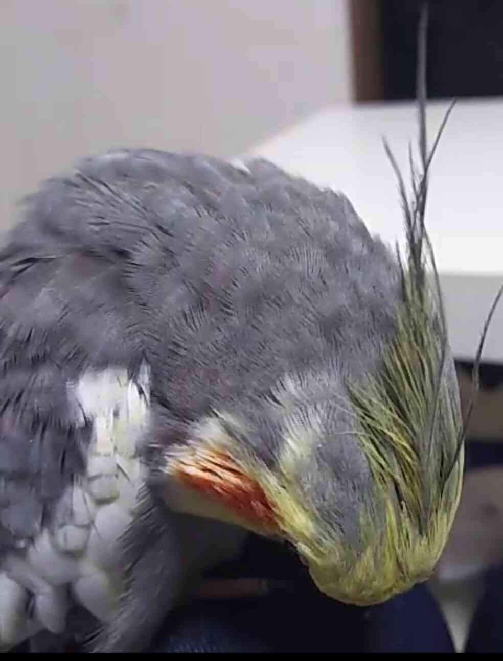オカメインコ大好きな方、大集合！