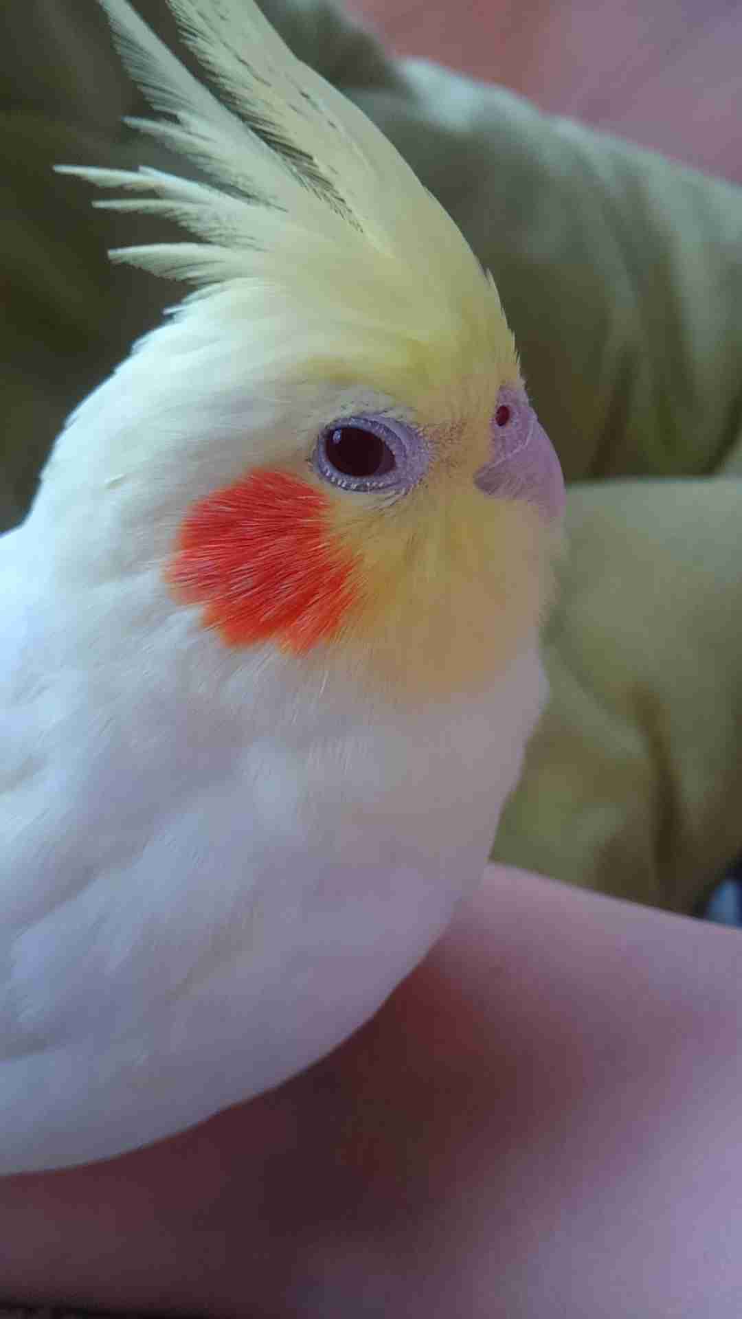 オカメインコ大好きな方、大集合！