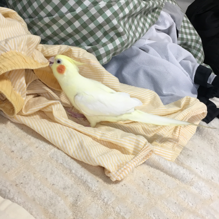 オカメインコ大好きな方、大集合！