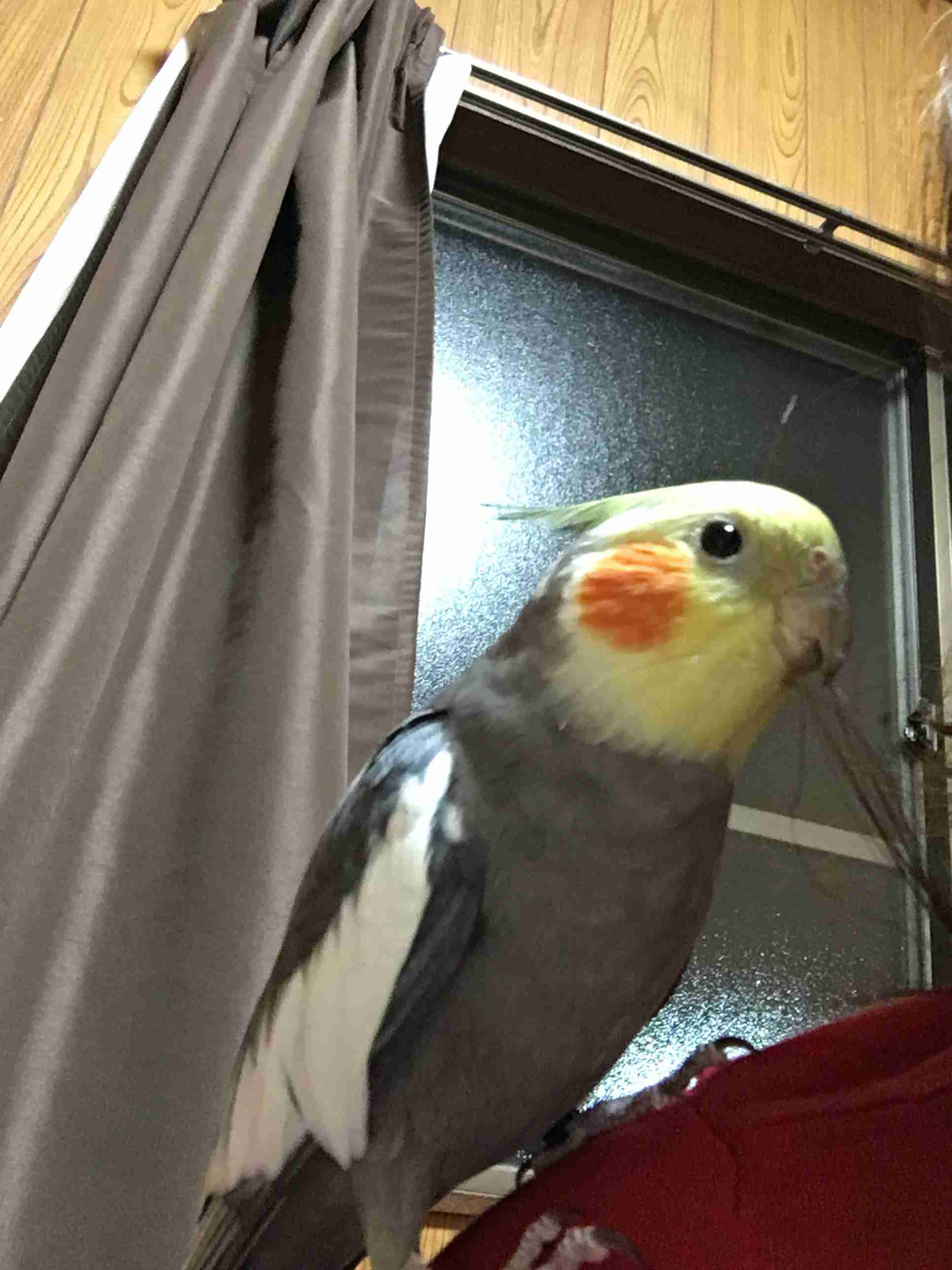 オカメインコ大好きな方、大集合！