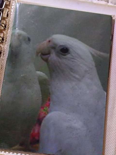 オカメインコ大好きな方、大集合！