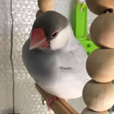 【画像】伏し目がちな画像をお願いします