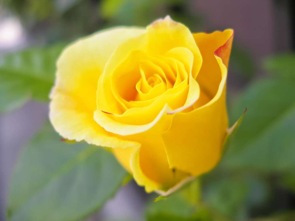 自分の誕生花を貼るトピ