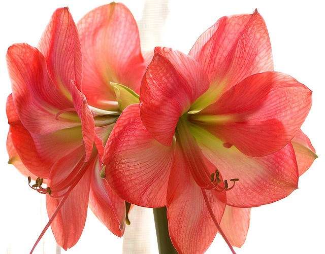 自分の誕生花を貼るトピ