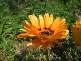 自分の誕生花を貼るトピ