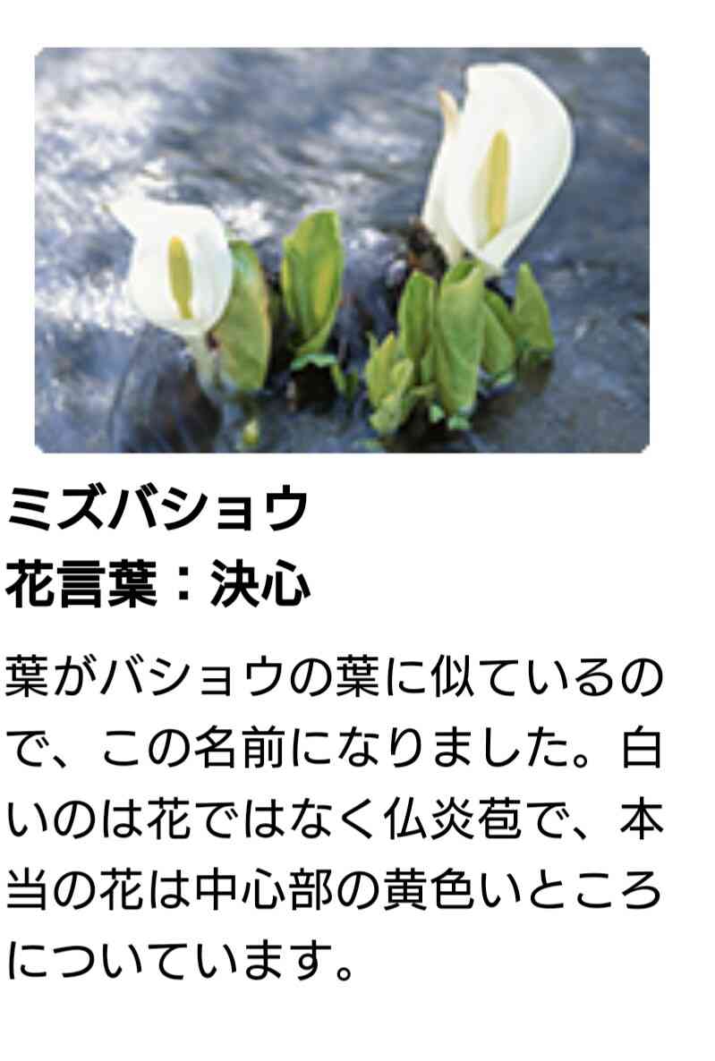 自分の誕生花を貼るトピ