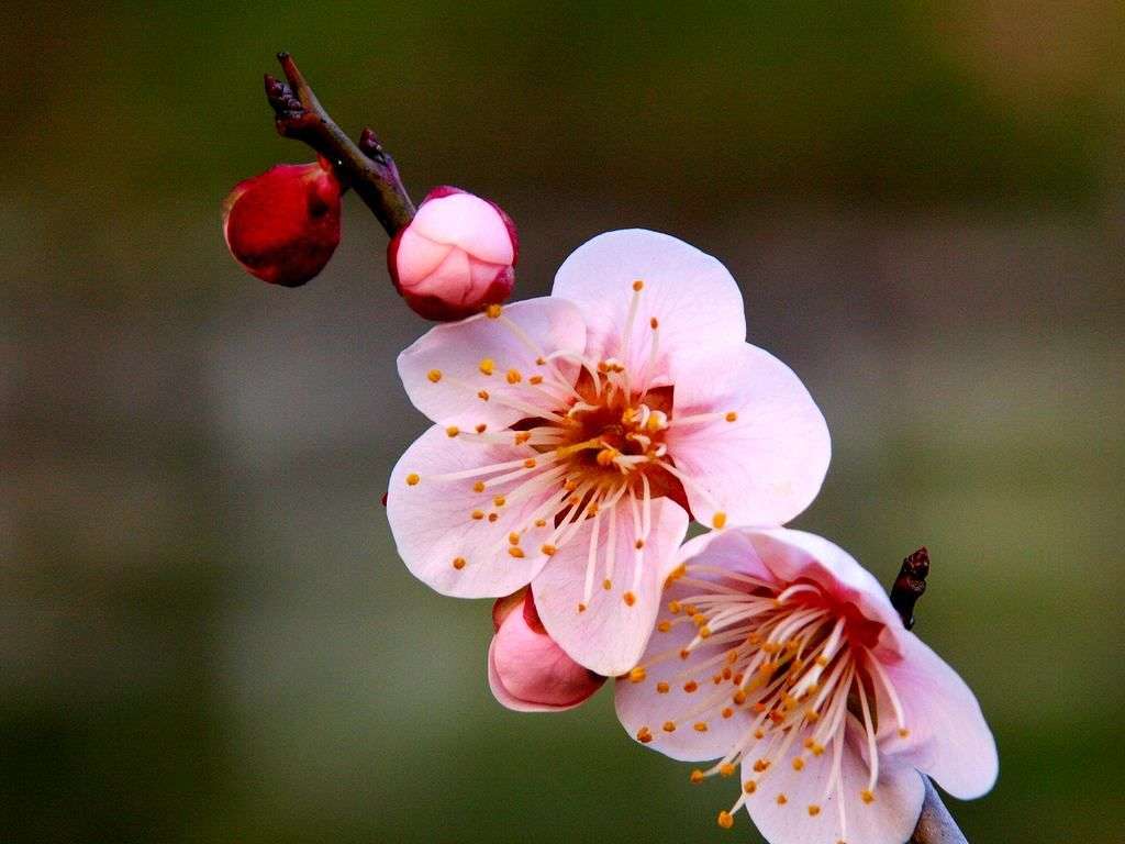 自分の誕生花を貼るトピ