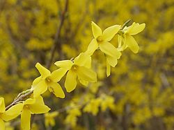 自分の誕生花を貼るトピ