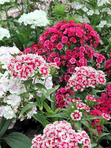 自分の誕生花を貼るトピ