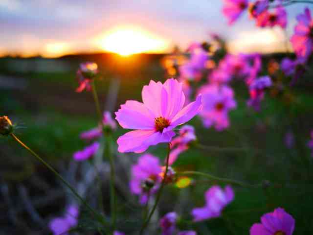 自分の誕生花を貼るトピ