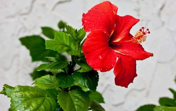 自分の誕生花を貼るトピ