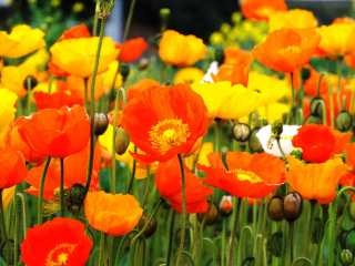 自分の誕生花を貼るトピ