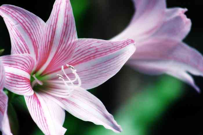 女性の洗濯物盗んだ疑い　看護師の女を現行犯逮捕