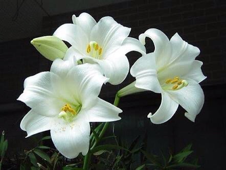 女性の洗濯物盗んだ疑い　看護師の女を現行犯逮捕