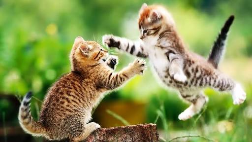 喧嘩してる動物画像