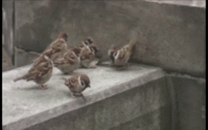 喧嘩してる動物画像