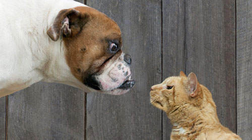 喧嘩してる動物画像