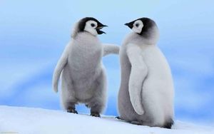喧嘩してる動物画像
