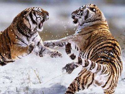 喧嘩してる動物画像