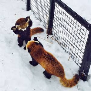 喧嘩してる動物画像