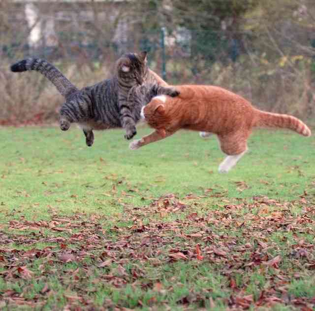 喧嘩してる動物画像